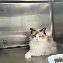 赤峰辛帝寵物診所電話號(hào)碼多少-第1張圖片