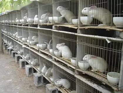 赤峰市種兔廠電話多少號(hào)-第1張圖片