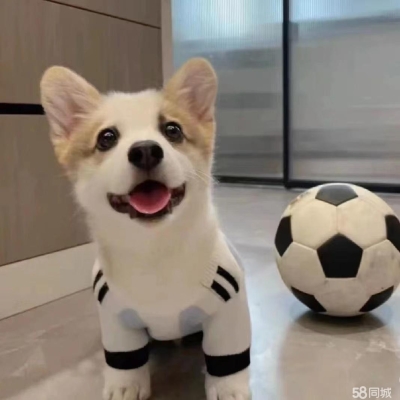 赤峰賣狗柯基的地方電話號碼-第1張圖片