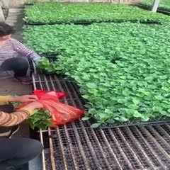 赤峰辣椒苗場電話號碼查詢是多少-第1張圖片