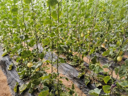 赤峰香水梨采摘園地址電話號(hào)碼-第1張圖片