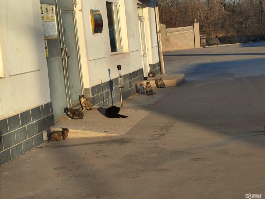 赤峰愛(ài)寵閣醫(yī)院地址電話(huà)號(hào)碼-第1張圖片