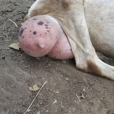 赤峰阿旗妍妍批發(fā)部電話號(hào)碼-第1張圖片