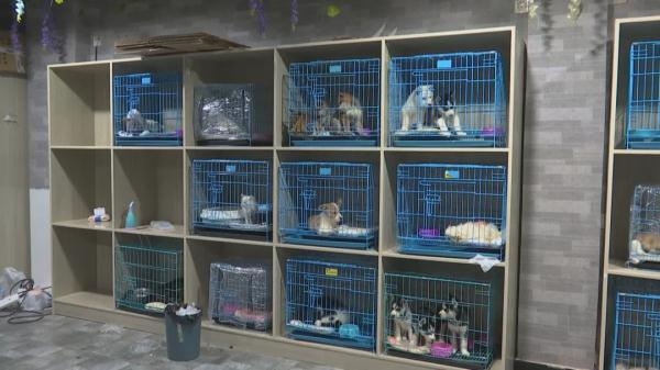 赤峰賣狗狗的寵物店電話號(hào)碼-第1張圖片