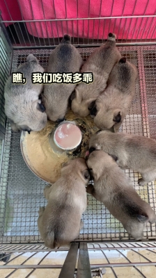 赤峰萌寵聯(lián)盟地址電話是多少號-第1張圖片