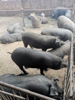 赤峰生豬交易中心地址電話號碼-第1張圖片