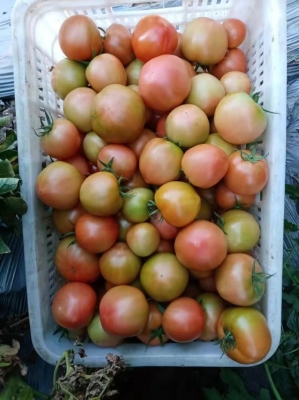 赤峰4個番茄基地電話號碼-第1張圖片