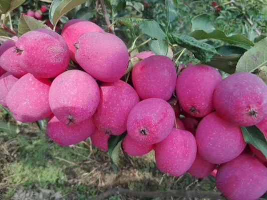 赤峰市蘋果客服電話號碼是多少-第1張圖片