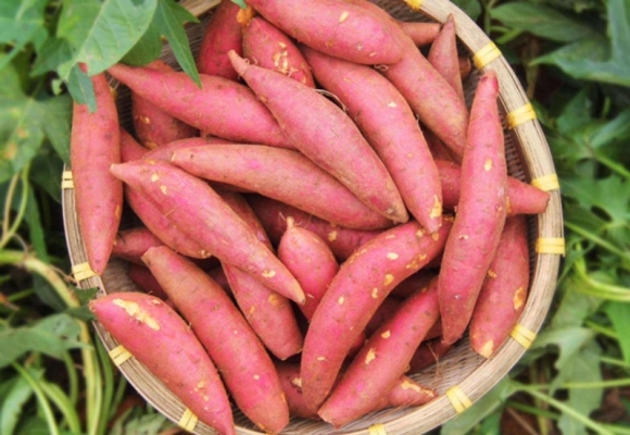 赤峰煙薯團購電話號碼查詢-第1張圖片