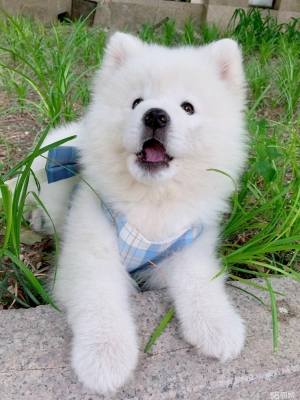 赤峰萌寵農(nóng)家院電話地址查詢-第1張圖片