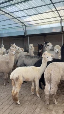 赤峰小動(dòng)物樂園電話號(hào)碼多少-第1張圖片