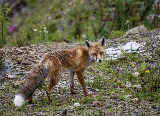 赤峰動物油收購商電話號碼-第1張圖片