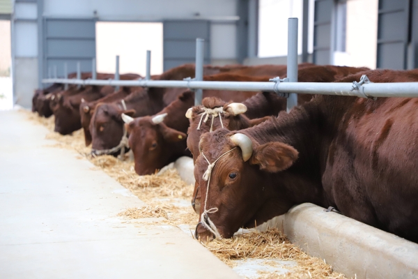 赤峰牛交易市場-第1張圖片