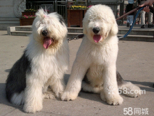 赤峰狗狗代養(yǎng)公司地址電話號碼-第1張圖片