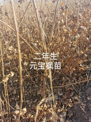 赤峰大濱菊苗基地地址電話號碼-第1張圖片