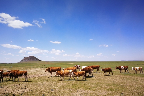 赤峰君正洗煤廠招聘電話號碼-第1張圖片
