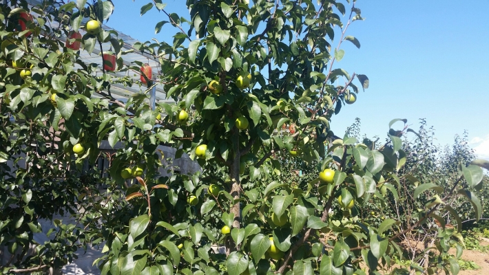 赤峰樹云農(nóng)家院訂餐電話號碼-第1張圖片