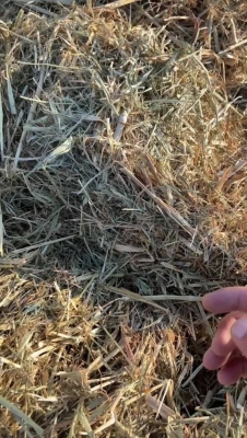 赤峰燕麥草多少錢一噸-第1張圖片