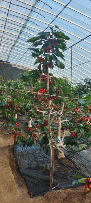 赤峰櫻桃團(tuán)購(gòu)電話多少號(hào)碼-第1張圖片