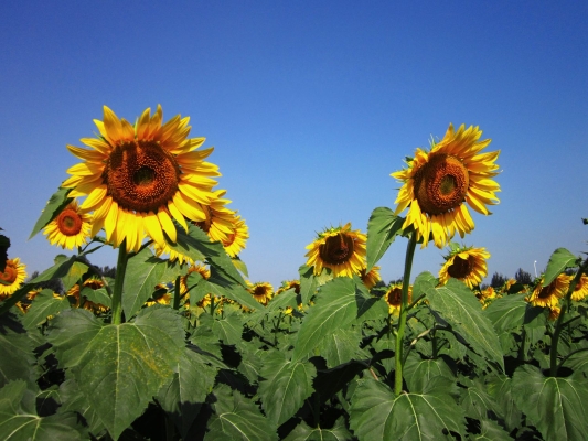 赤峰市紅山區(qū)租車-第1張圖片