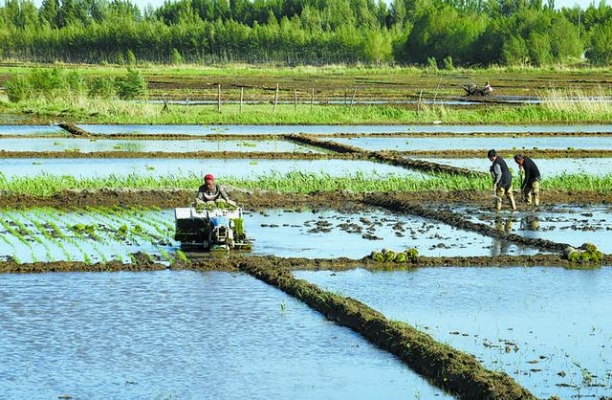 赤峰市水稻收購電話是多少號-第1張圖片