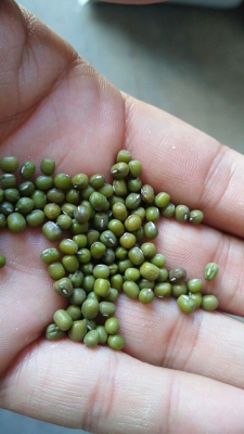 赤峰豆子種子批發(fā)市場電話號碼-第1張圖片