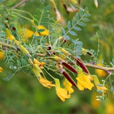 赤峰檸條草籽收購廠家電話號碼-第1張圖片