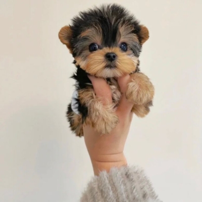 赤峰耐思寵物店地址電話號碼-第1張圖片