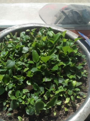 赤峰收購(gòu)檸條籽商家電話(huà)號(hào)碼-第1張圖片