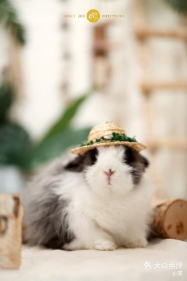 赤峰小兔子寵物店電話號碼-第1張圖片