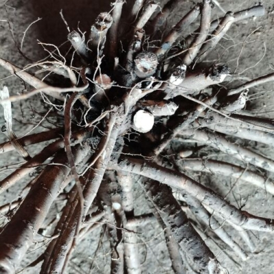 赤峰芍藥居大藥店電話(huà)號(hào)碼查詢(xún)-第1張圖片