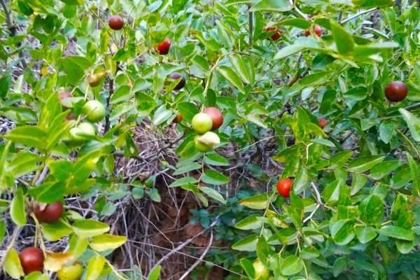 赤峰市酸棗收購電話是多少號-第1張圖片