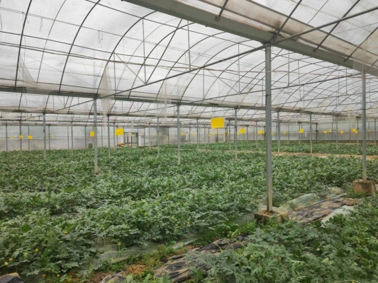 赤峰黑沙西瓜種植基地電話號碼-第1張圖片