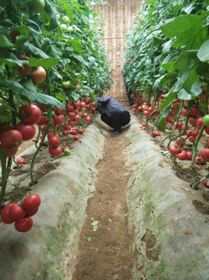 赤峰寧城葵花油廠家電話號碼-第1張圖片
