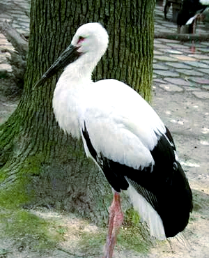 赤峰阿魯科爾沁網(wǎng)吧電話號碼-第1張圖片