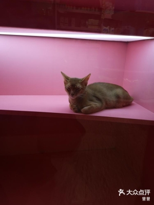 赤峰市夢(mèng)幻寵物店電話號(hào)碼-第1張圖片