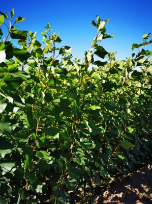 赤峰市賣出樹苗機器電話號碼-第1張圖片