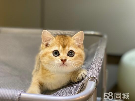 赤峰同城撿貓電話號碼多少啊-第1張圖片