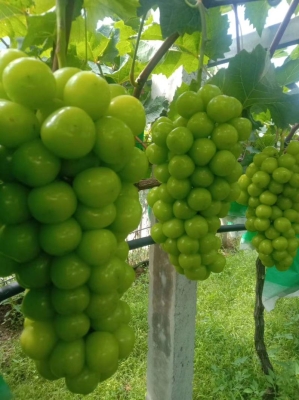 赤峰葡萄袋批發(fā)電話多少號(hào)-第1張圖片