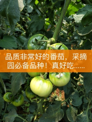 赤峰番茄基地電話號碼查詢是多少-第1張圖片