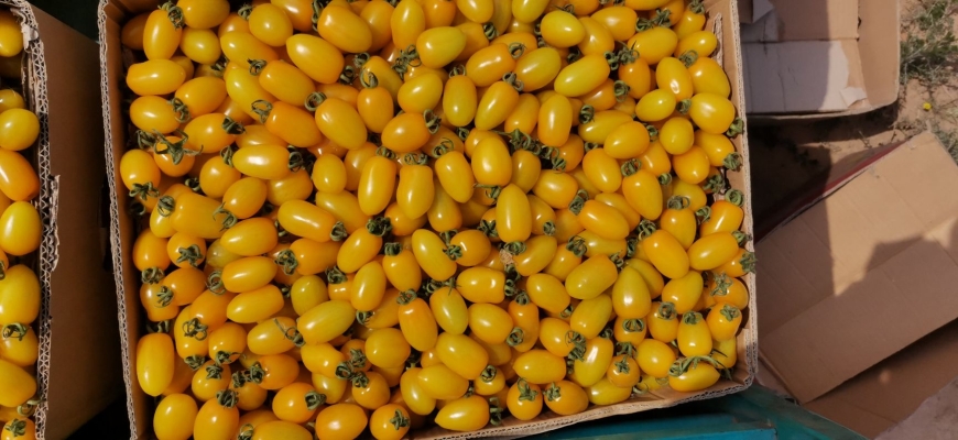 赤峰賣小柿子的電話號碼是多少-第1張圖片