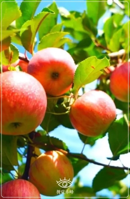 內(nèi)蒙古赤峰紅腸廠電話號碼-第1張圖片