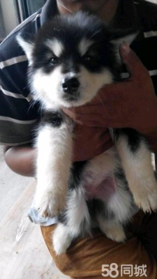 赤峰寵物狗用品店電話號碼-第1張圖片