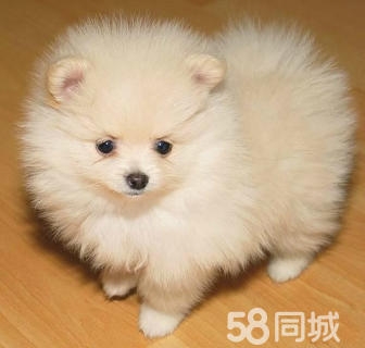 赤峰機(jī)場(chǎng)寵物店電話號(hào)碼查詢-第1張圖片