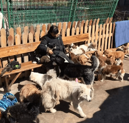 赤峰市流浪貓狗救助站-第1張圖片