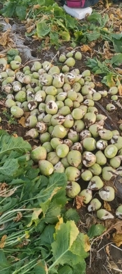 赤峰芥菜回收廠家電話多少號(hào)-第1張圖片