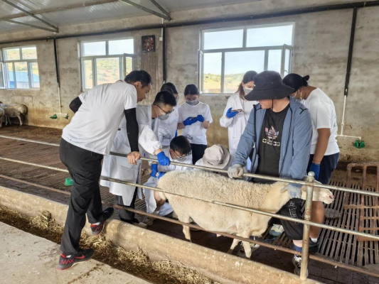 赤峰賣羊下貨的地方電話號(hào)碼-第1張圖片