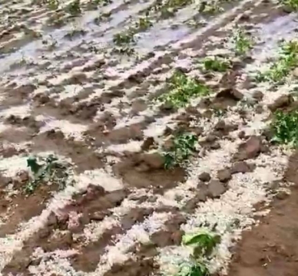 赤峰大廟飼料廠電話號碼查詢-第1張圖片