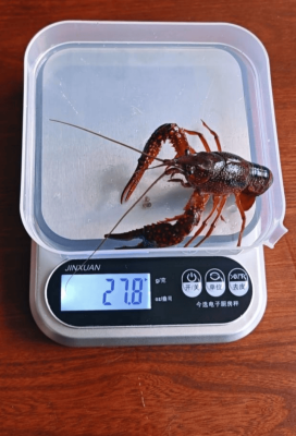 赤峰養(yǎng)驢代購網(wǎng)電話號碼查詢-第1張圖片