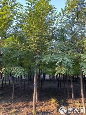 赤峰刺槐苗廠家電話多少號-第1張圖片